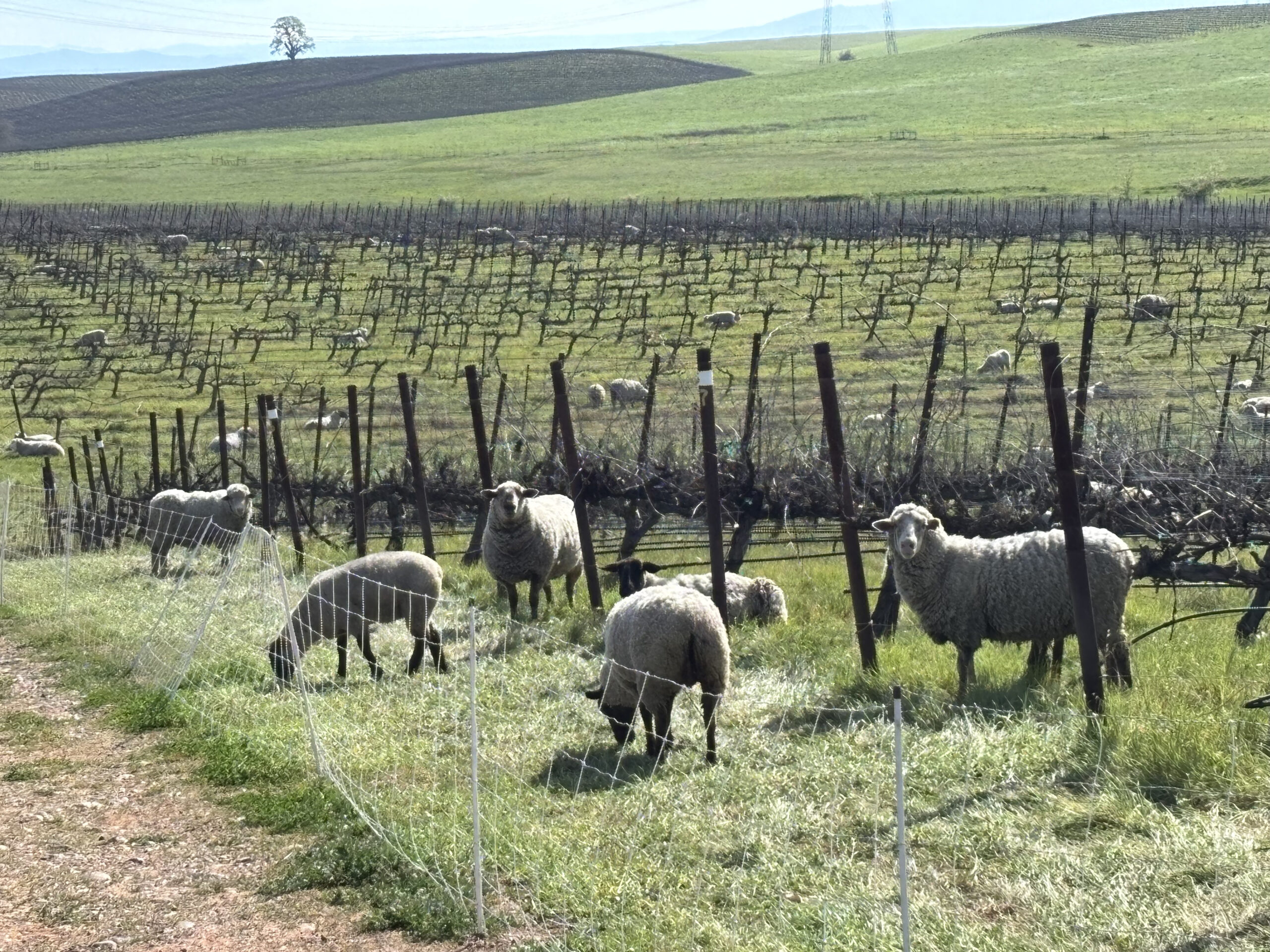 Vineyard with grazing sheep and rolling hills at Berryhill Family Vineyards.